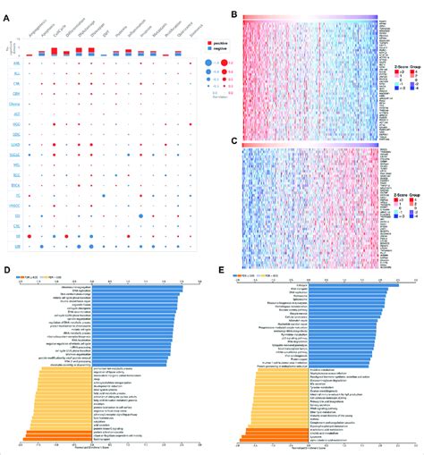 Single Cell Analysis Of NAA50 And NAA50 Related Gene Enrichment