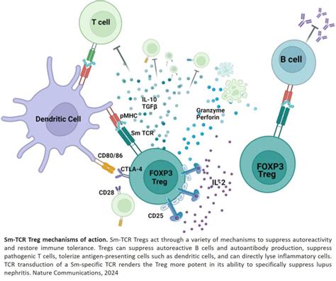 Smith Specific Regulatory T Cells Block Lupus Nephritis Sadashiva Pai