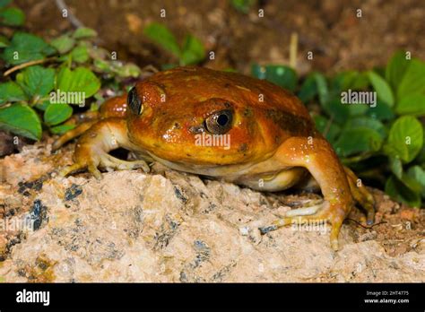 Madagascar Tomato Frog Dyscophus Antongilii On A Rock Madagascar