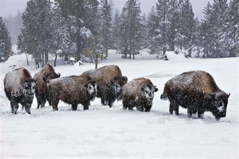 Lamar Valley Wildlife Tour Yellowstone National Park Lodges