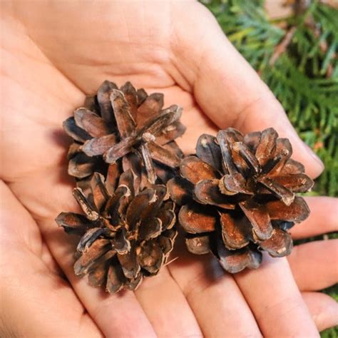 Pine Cones Etsy