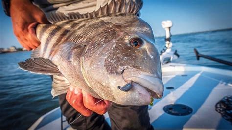 How To Catch Sheepshead Sheepshead Fishing Made Easy Bottom Sweeper