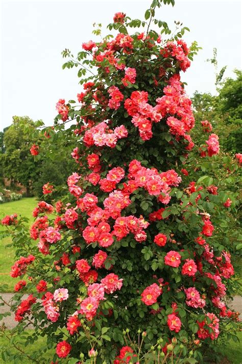 Awesome 27 Ways How To Grow Climbing Roses 27 Ways How To Grow Climbing