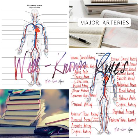 Circulatory System Major Arteries And Major Veins Digital Worksheets