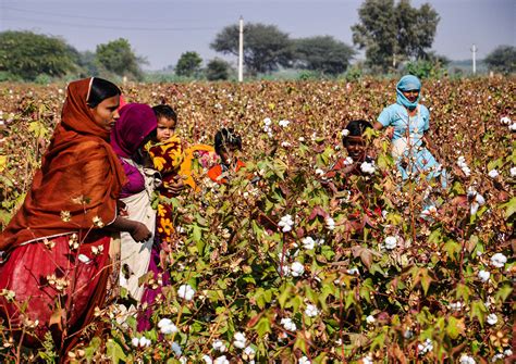 Bt Cotton Adoption In India Impacts Yields Profits And Living