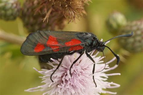 Closeup On A Bright Red Blue Metallic Five Spot Burnet Moth Zygaena