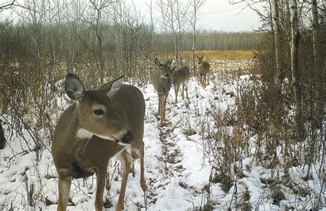 Longer Late Deer Seasons Set For Pennsylvania S New Cwd Dmap Unit Outdoor News