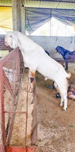 White Sojat Male At Rs 600 Kg In Nasrullaganj ID 23917493788