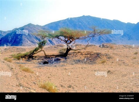 Acacia Egypt High Resolution Stock Photography And Images Alamy