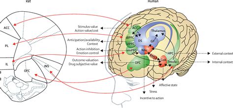 Neurobiology Of Addiction A Neurocircuitry Analysis The Lancet