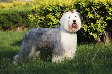 Facts About The Old English Sheepdog Pets Nurturing