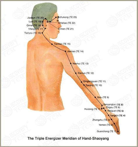 Triple Heater Meridian Acupuncture Acupressure Tcm