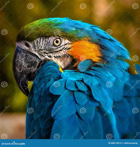 Macaw Parrot Portrait Square Composition Eye Contact Close Up Shot