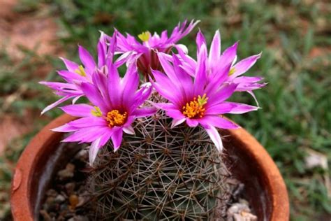 El abono casero que hará que tus cactus estallen de flores con solo una