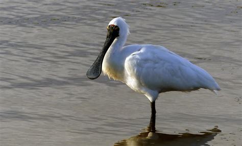 10 Largest Birds Of Australia Avianbird