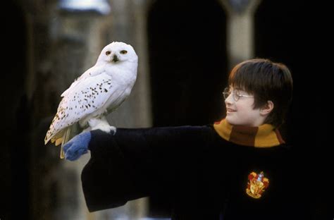 Owl Harry Potter Wiki Fandom Powered By Wikia