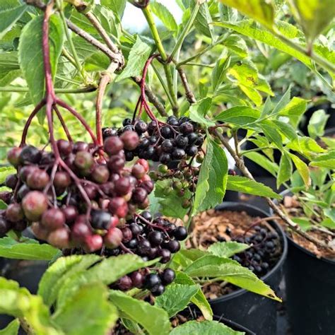 Korsor Black Elderberry Sambucus Nigra With Edible Violet Black Berries