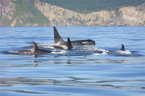 Meet The Different Types Of Orcas Whale And Dolphin Conservation Usa