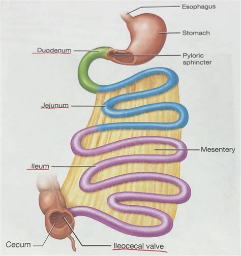 Small Intestine Alimentary Canal Diagram Quizlet