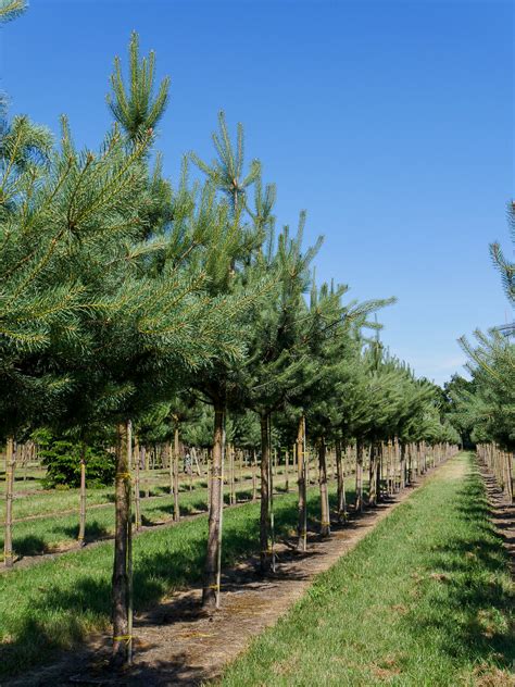 Pinus Sylvestris Pinaceae Van Den Berk Nurseries