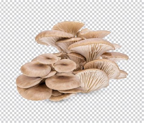 Premium PSD Oyster Mushroom Isolated Premium Psd