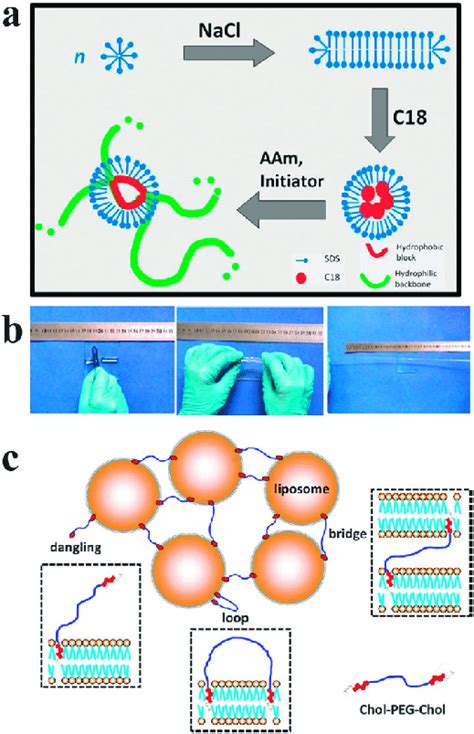 Hydrophobic Interaction Based Micellar And Liposome Self Healing