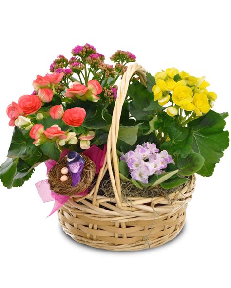 Blooming Basket Garden Florist Flowers Delivered Allen S Flower