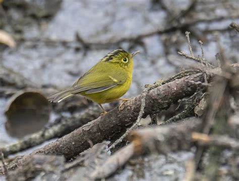 Bhutan Bird Finder (Birding in Bhutan) on Twitter | Bird, Habitats, Colorful birds