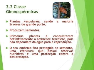 Reino Das Plantas PPT