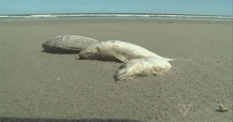 G Milhares De Peixes Mortos Aparecem Em Praia E Intrigam Banhistas