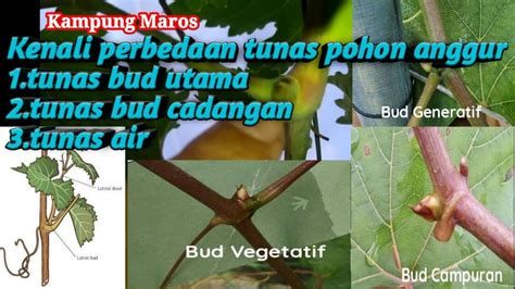 Perbedaan Tunas Bud Dan Tunas Air Pohon Anggur Youtube