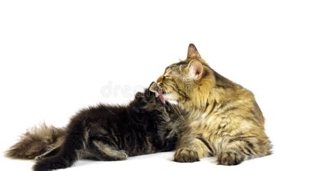 Brown Tortie Blotched Tabby Maine Coon And Blue Blotched Tabby Maine Coon Domestic Cat Female