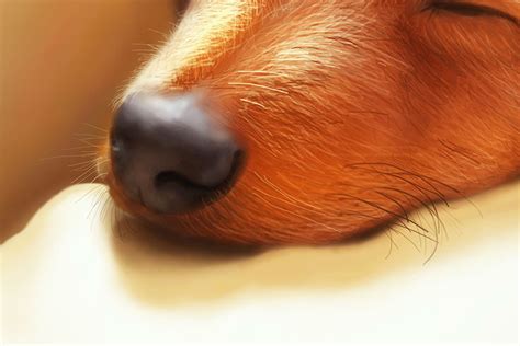 Photo realistic Digital art on Behance
