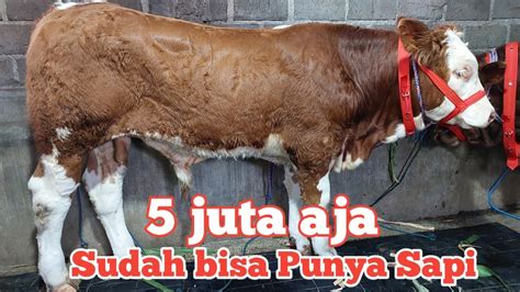 Review Harga Sapi Pedet Di Grosir Sapi Terbaru Hari Ini Youtube