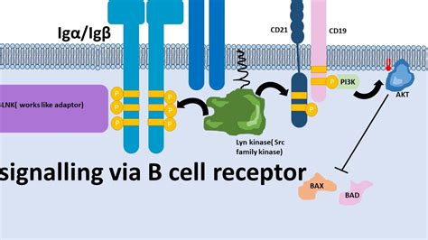 B Cell Receptor And Signalling Mechanism Youtube