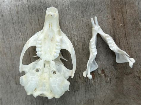 Piute Ground Squirrel Skull 00503 Craniates Curiosites Oddity Sales