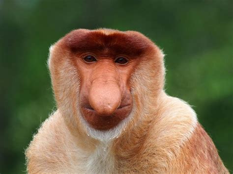 Male Proboscis Monkey By Duncan Jackson Photo 66486225 500px