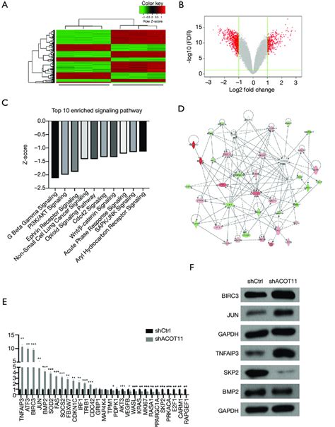 Gene Expression Profiling Identifies Transcriptional Targets Downstream