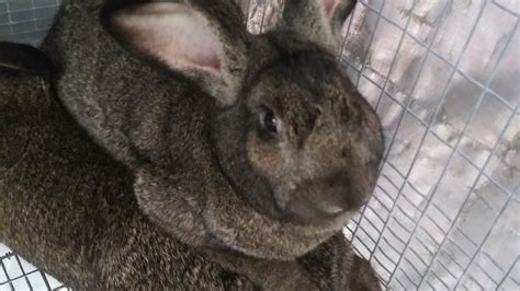 Rabbit Dispatching And Butchering Start To Finish Youtube