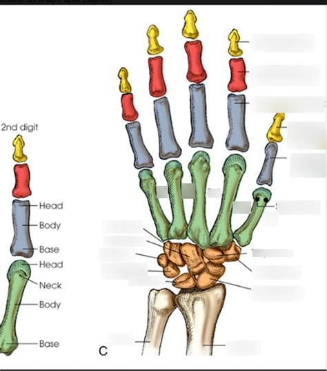 Hand bones Diagram | Quizlet