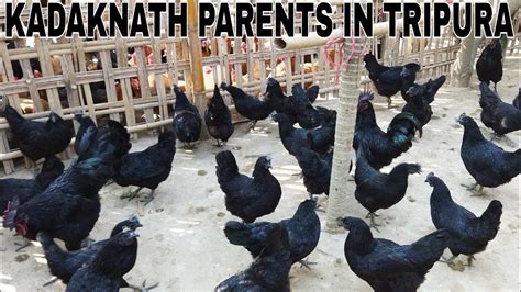 Kadaknath Chicken Farming How To Raise Kadaknath Chickens A Beginner