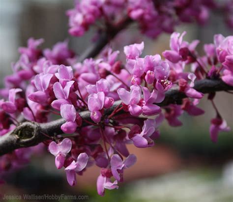 Cercis Canadensis ‘merlot Kiefer Nursery Trees Shrubs Perennials