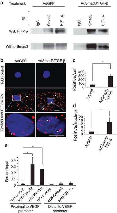 Smad3 Interacts With Hif 1α And Bind To The Vegf Promoter A