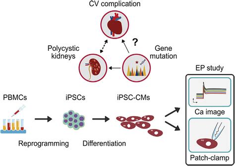 Schematic Diagram Modeling Adpkd Cardiac Electrical Characterization