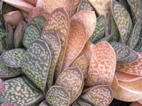 Solve Gasteria Succulent Plant Jigsaw Puzzle Online With 48 Pieces