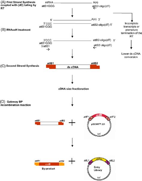 Schematic Representation Of The CDNA Library Construction Method