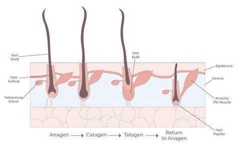 5 Interesting Facts About Hair Growth The Hair Dr