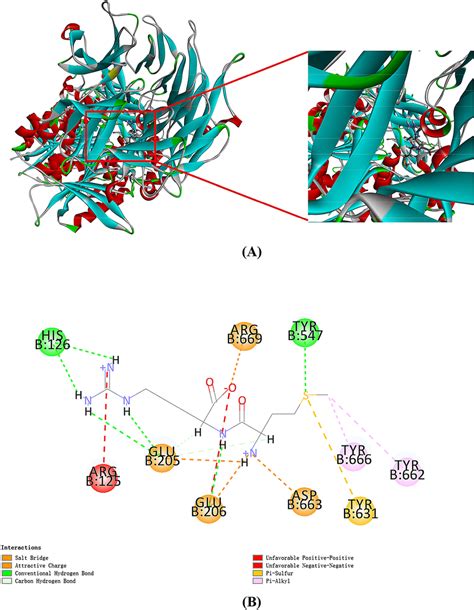 Dpp Iv Mr Molecular Docking A Predicted 3d Structure Of The Dpp Iv Mr Download Scientific