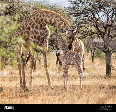 A Mother Giraffe And Her Calf In Southern African Savanna Stock Photo