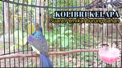 Kolibri Kelapa Manggar Suara Pemikat Burung Baha Agar Cepat Bunyi